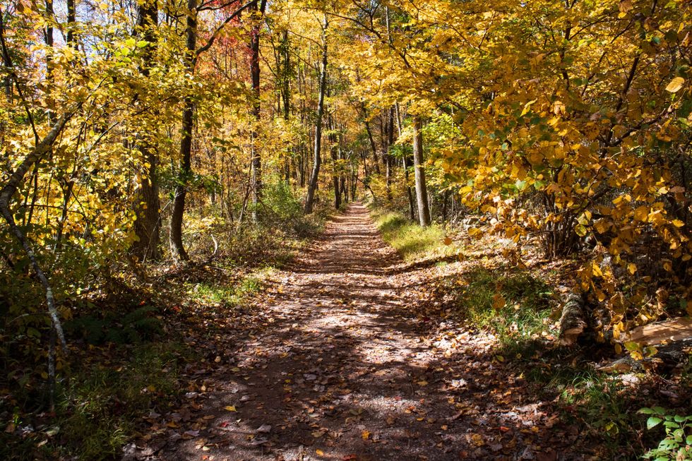 a tree lined hiking path in the fall.