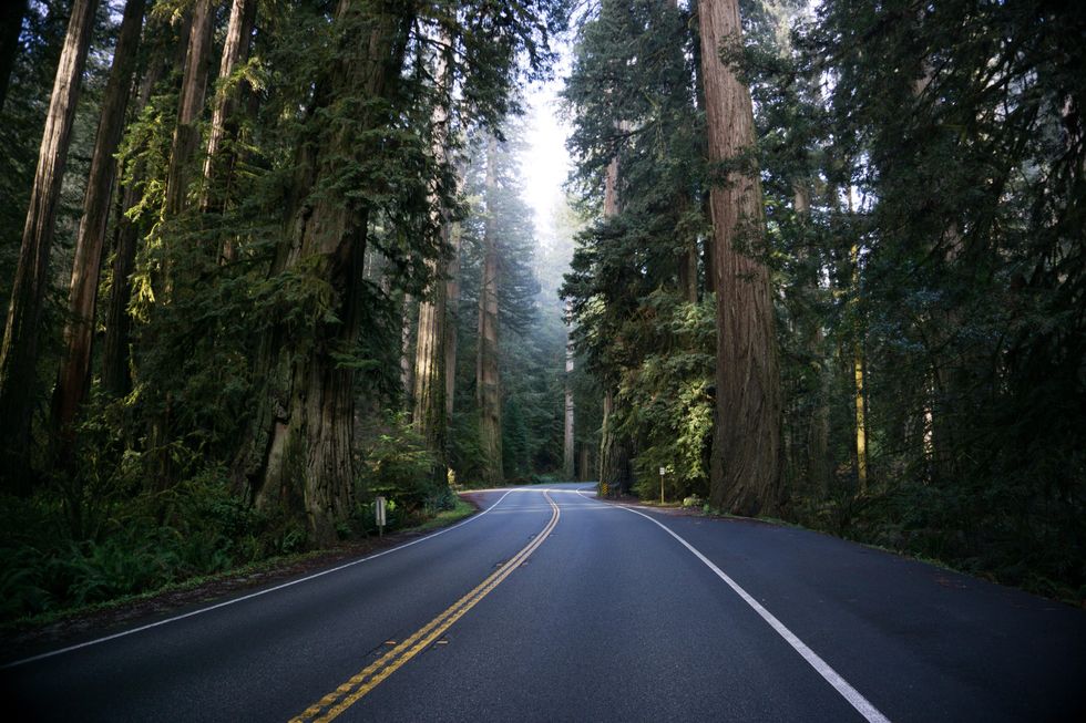 empty windy road with Redwood trees on either side.