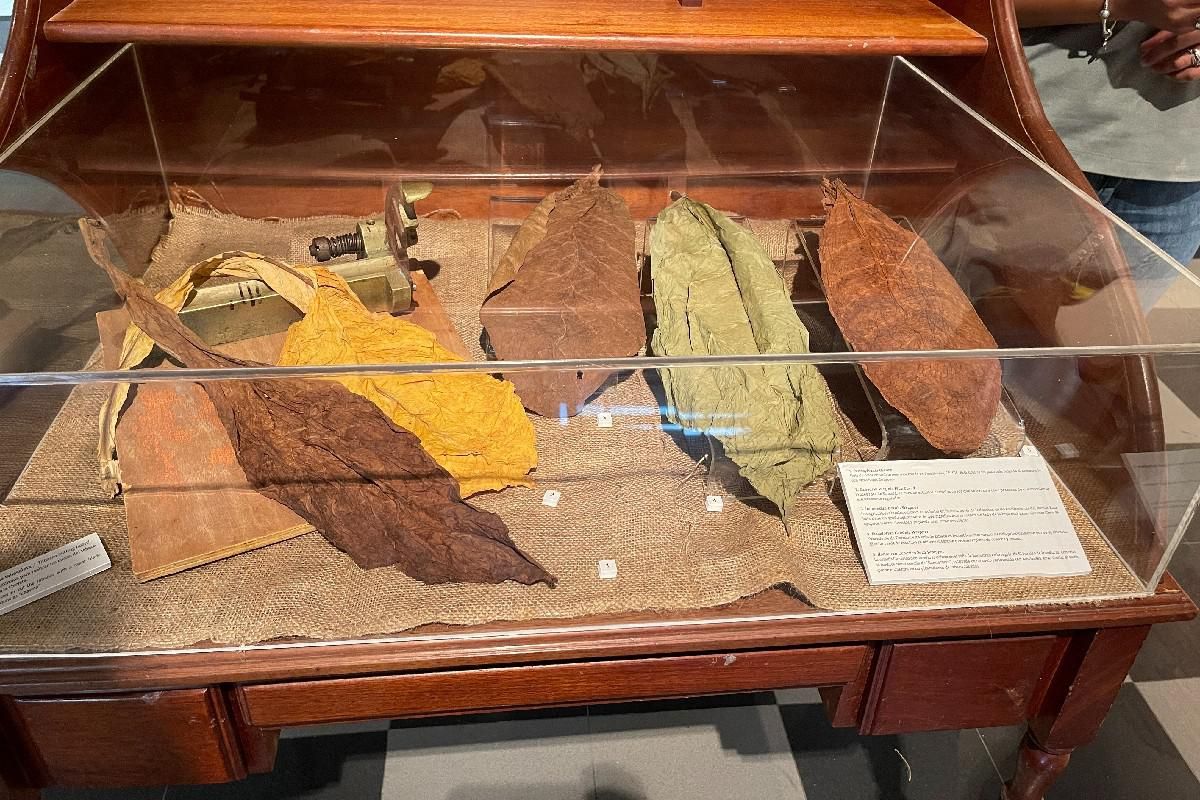 tobacco leaves in a display case.