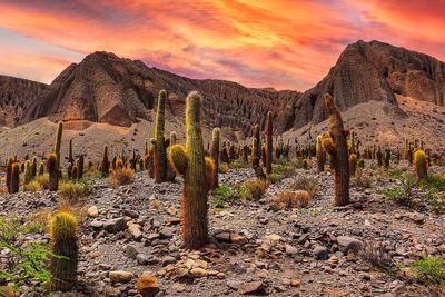 green cactus on rocky ground during sunset in Salta Argentiina.