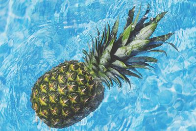 pineapple in water.